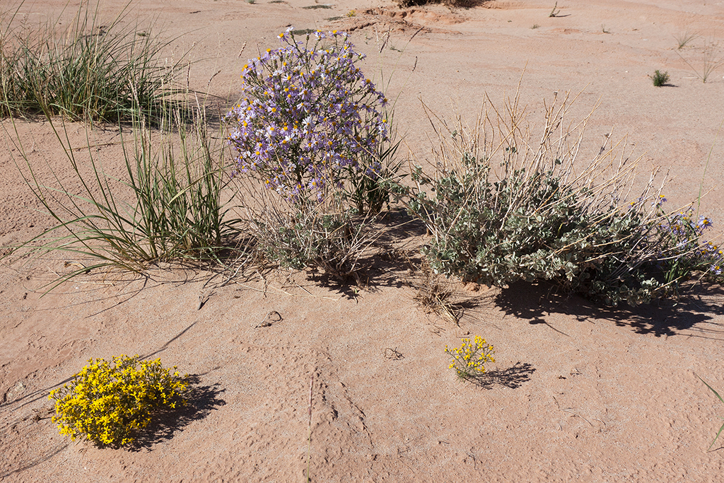 09-30 - 13.jpg - Little Egypt Geologic Site, Utah